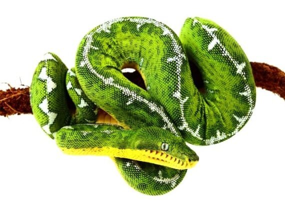 Amazon Basin Emerald Tree Boa