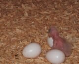 Amazon Parrot Eggs Available