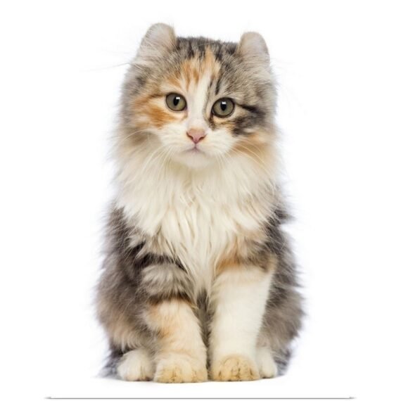 American Curl kitten sitting Poster Print