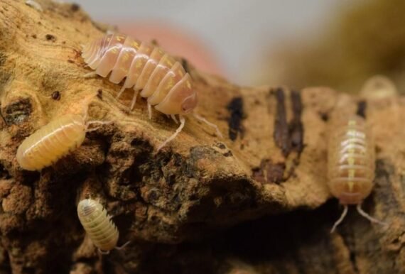 Armadillidiumvulgarealbino T Positive