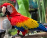 BETTY FEMALE SCARLET MACAW FOR SALE