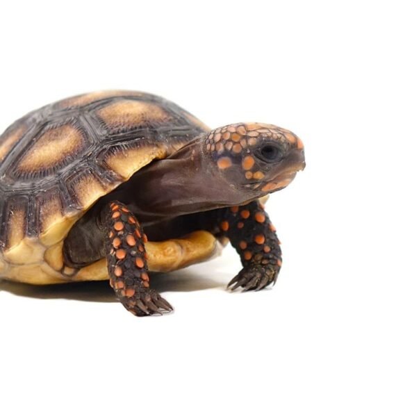 Baby Red Foot Tortoise 1 768x768 1