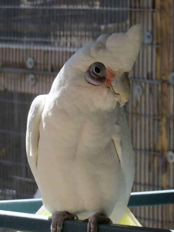 Bare-eyed cockatoos