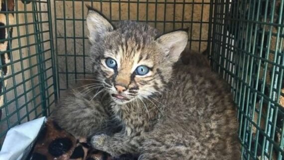 Bobcats kittens For Sale3