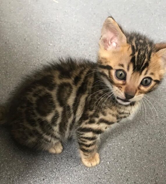 Buy Bengal Kitten