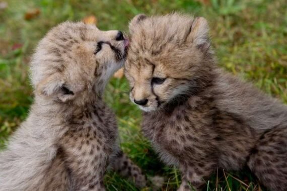 Buy Cheetah Cubs2