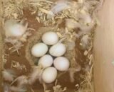 Buy Cockatoo Parrot Eggs