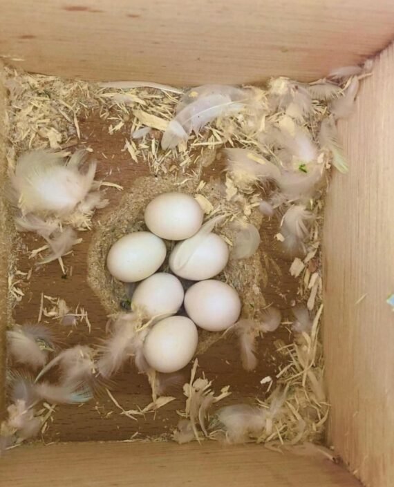 Buy Cockatoo Parrot Eggs