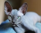 Buy Sphynx cat online