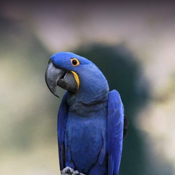 Hyacinth Macaw2