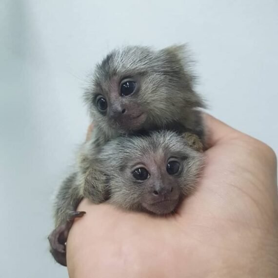 Marmoset Monkey For Sale