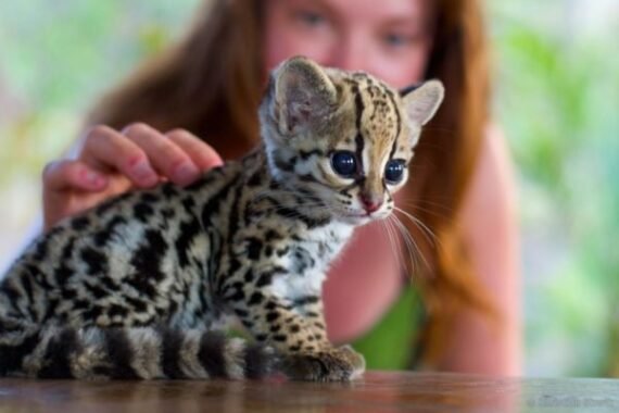 OCELOT KITTENS