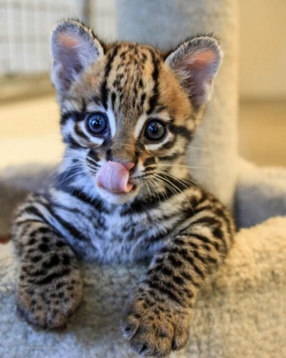 Ocelot Cubs for sale