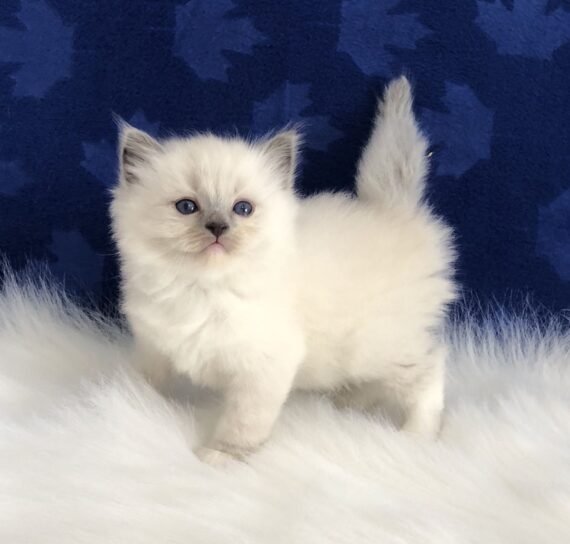 Ragdoll cat for sale