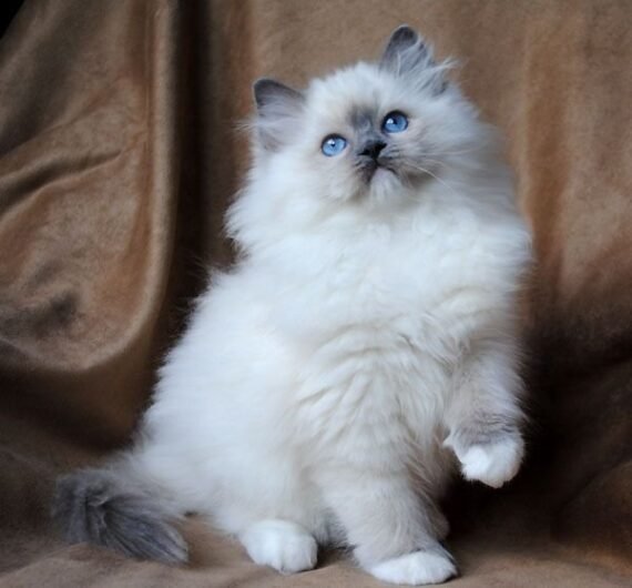 Ragdoll cat for sale11