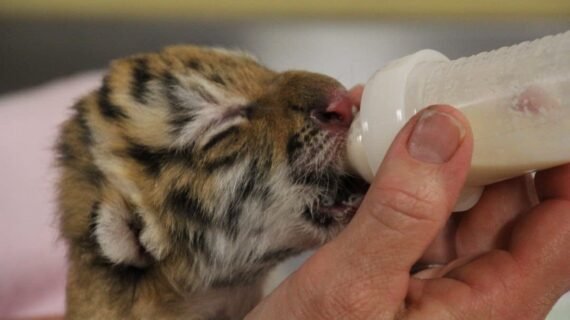 Siberian Tiger Cubs