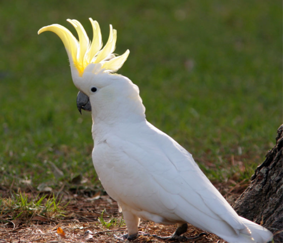 Sulphur Crested Cockatoo