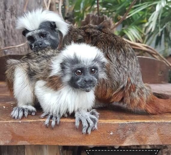 TAMARIN MONKEYS