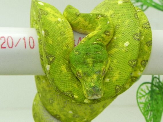 Yearling Green Tree Python 79051.1361232146