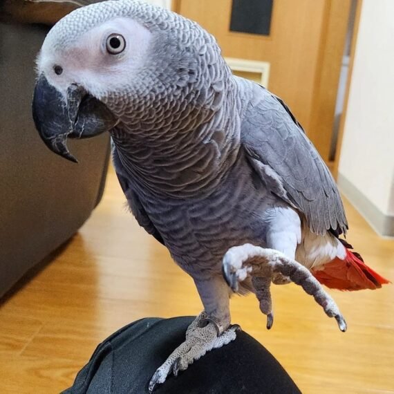 african grey for sale UK