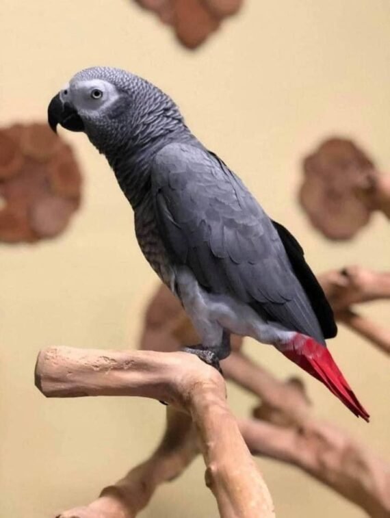 african grey parrots for sale