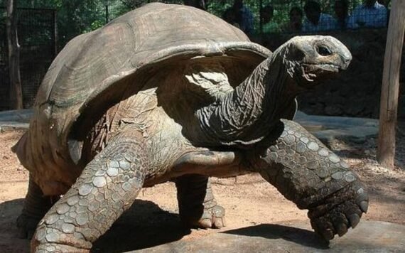 aldabra tortoisejpg