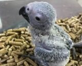 baby african grey for sale UK