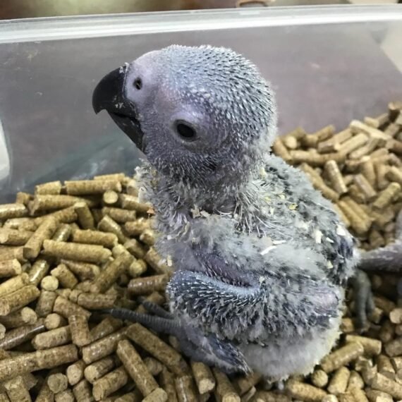 baby african grey for sale UK