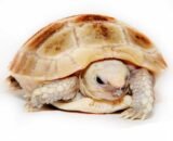 baby elongated tortoise 768x768 1