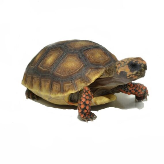 baby red footed tortoise picture 01 33778.1461546889.1280.1280