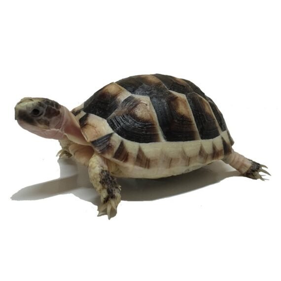 baby marginated tortoise for sale pic 01 21593.1460675882.1280.1280