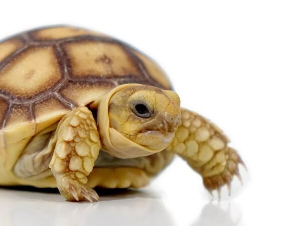 baby sulcata tortoise 1 1