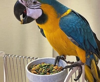 blue and gold macaw for sale UK