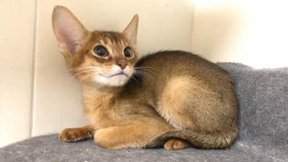 chausie cat for sale