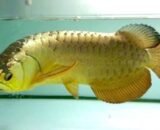 crossback golden arowana fi16958034x520