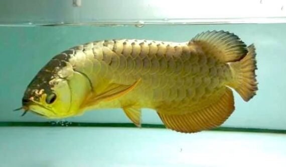 crossback golden arowana