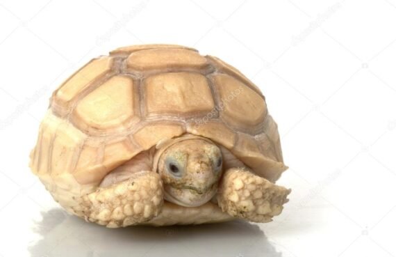 depositphotos 25822383 stock photo ivory african spurred tortoise