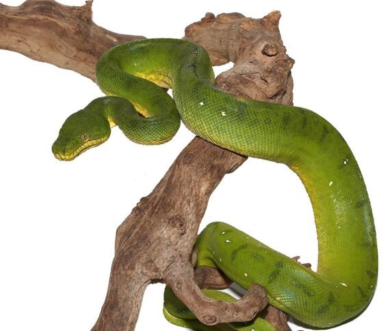 ee anaconda phase emerald tree boa 2