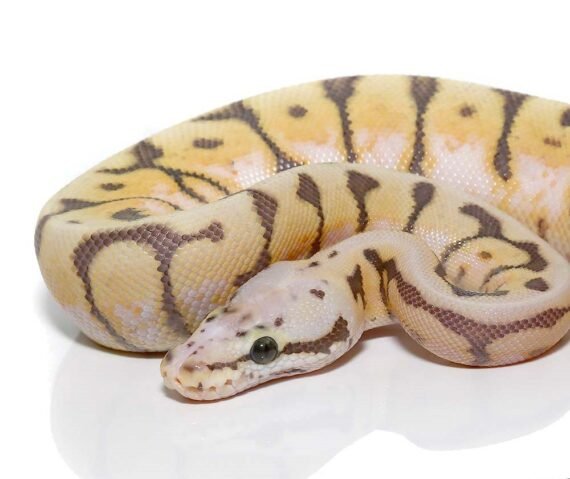 ee baby killerbee scaleless head ball python 1