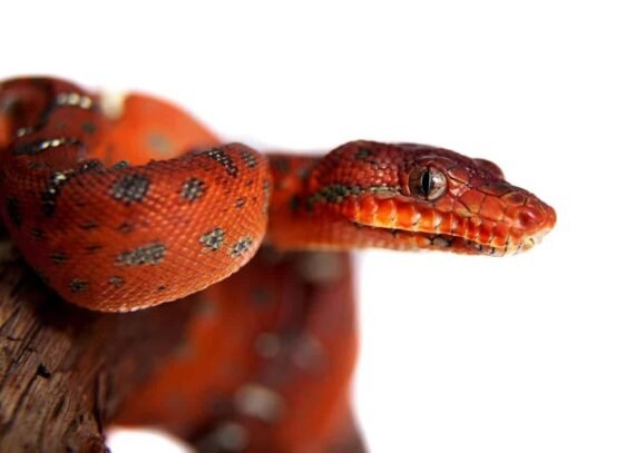 emerald tree boa baby