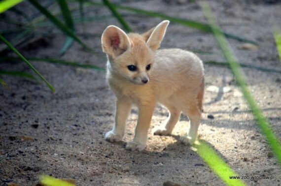 fennec fox kits for sale2