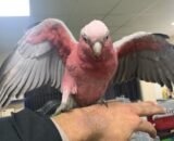 handreared baby galah cockatoo 5fdf6c39b374f