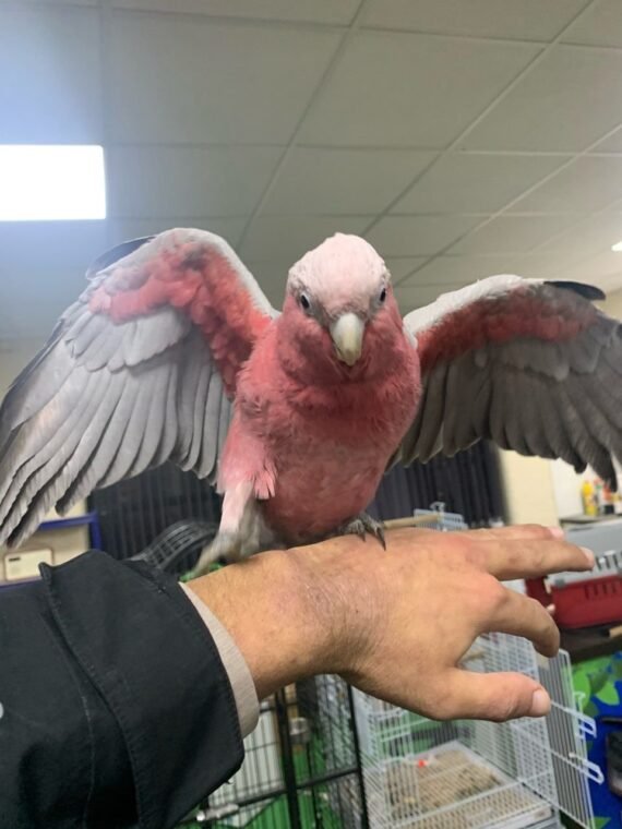 handreared baby galah cockatoo 5fdf6c39b374f