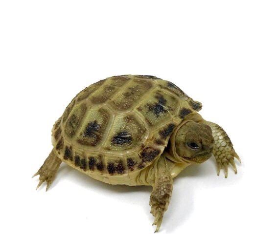 russian tortoise for sale 3