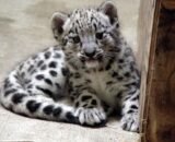 snow leopard cubjpg ad9211c0ce09c5ad