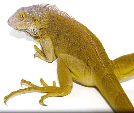 ug 1 yearling hypo iguana 4