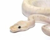 ug baby bamboo ghi pinstripe ball python 1 250x250 1