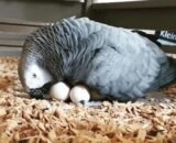 Buy African Grey Parrot Eggs