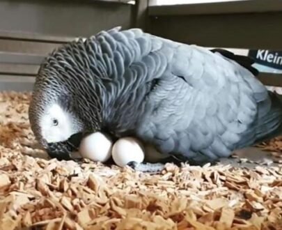 Buy African Grey Parrot Eggs