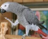 Buy Congo African grey parrot Online